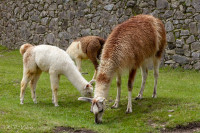 Lamas, Machu Pichu - Pérou 2018