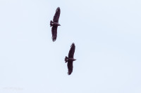Condors, Canyon de Colca - Pérou 2018