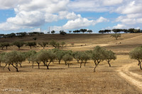 Elevage de taureaux de Joaquim Grave, La Galeana
