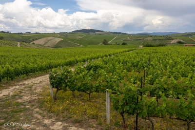 Vignobles près de Favaios, Portugal