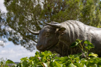 Elevage de taureaux de Joaquim Grave, La Galeana