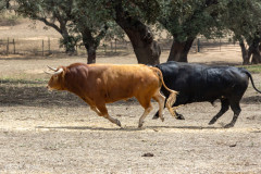 Elevage de taureaux de Joaquim Grave, La Galeana