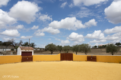 Elevage de taureaux de Joaquim Grave, La Galeana