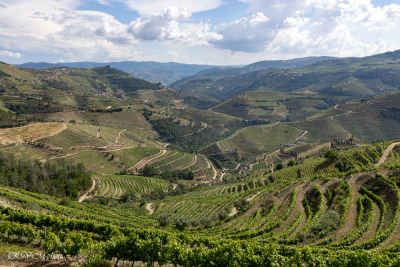 Vignobles près de Favaios
