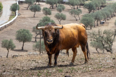 Elevage de taureaux de Joaquim Grave, La Galeana