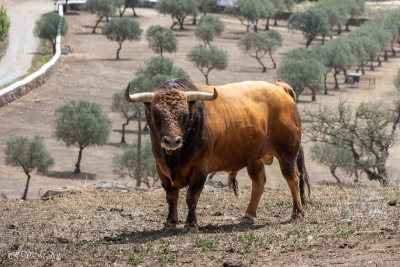 Elevage de taureaux de Joaquim Grave, La Galeana
