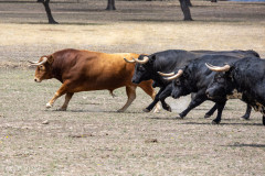 Elevage de taureaux de Joaquim Grave, La Galeana