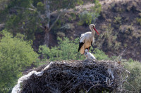 Cigogne et son petit, Monchique