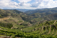 Vignobles près de Favaios