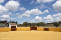 Elevage de taureaux de Joaquim Grave, La Galeana