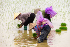 Repiquage du riz, Vietnam 2020