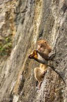 Ile aux singes, baie d'Halong, Vietnam 2020