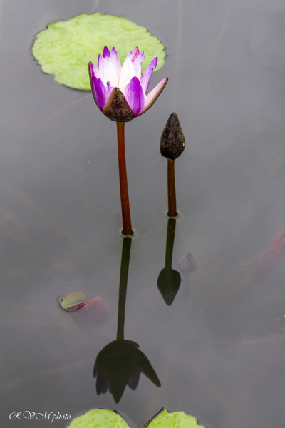 Lotus, Vietnam