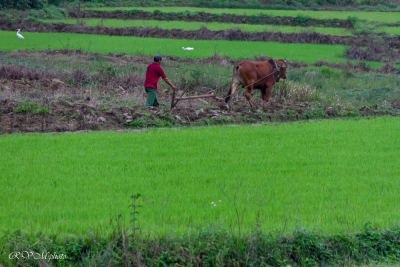Labourage, Vietnam
