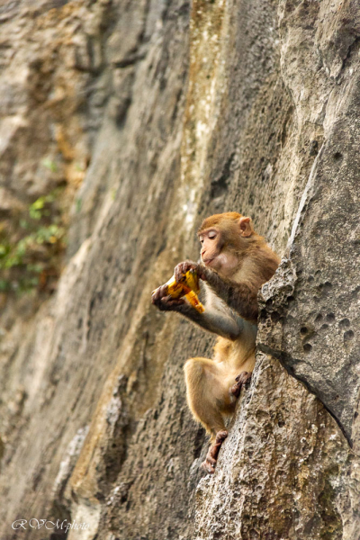 Ile aux singes, baie d'Halong, Vietnam