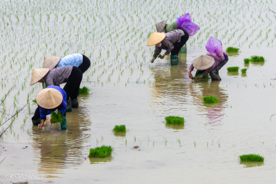 Repiquage du riz, Vietnam 2020