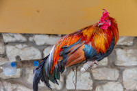 Coq de combat Sapa, Vietnam 2020