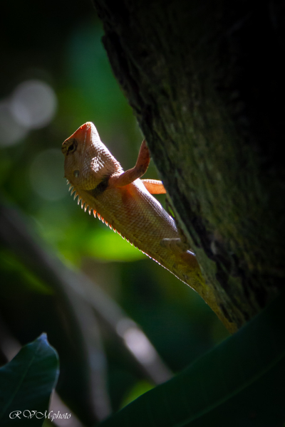 Gecko, Vietnam 2020