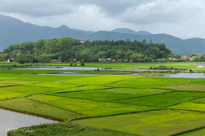 Rizières, Vietnam