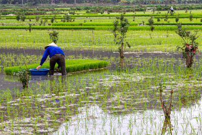 Dans la rizière, Ninh Binh, Vietnam