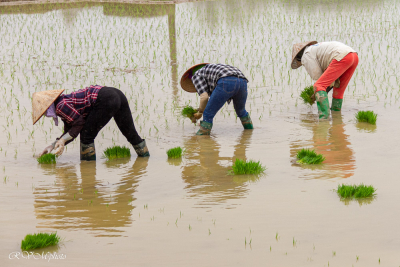 Repiquage du riz, Vietnam 2020