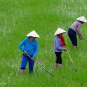 Travail dans la rizière, Vietnam 2020