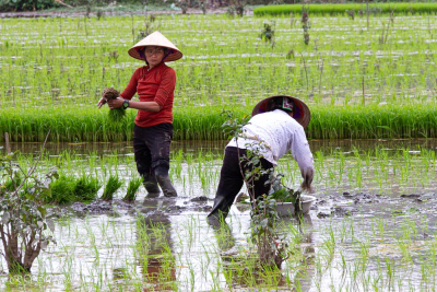 Dans la rizière, Ninh Binh, Vietnam