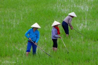 Travail dans la rizière, Vietnam 2020