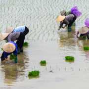 Repiquage du riz, Vietnam 2020