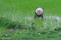 Repiquage du riz, Vietnam 2020