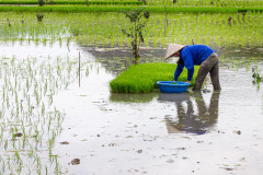 Dans la rizière, Ninh Binh, Vietnam 2020