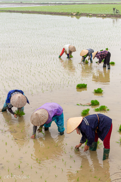 Repiquage du riz, Vietnam