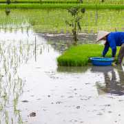 Dans la rizière, Ninh Binh, Vietnam 2020