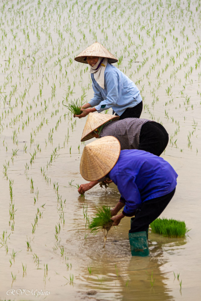 Repiquage du riz, Vietnam 2020